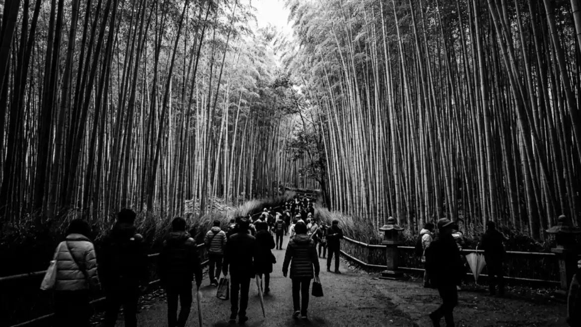 Arashiyama Bamboo Grove hosts Tsukidoro to 8 November Arashiyama Bamboo Grove hosts Tsukidoro to 8 November