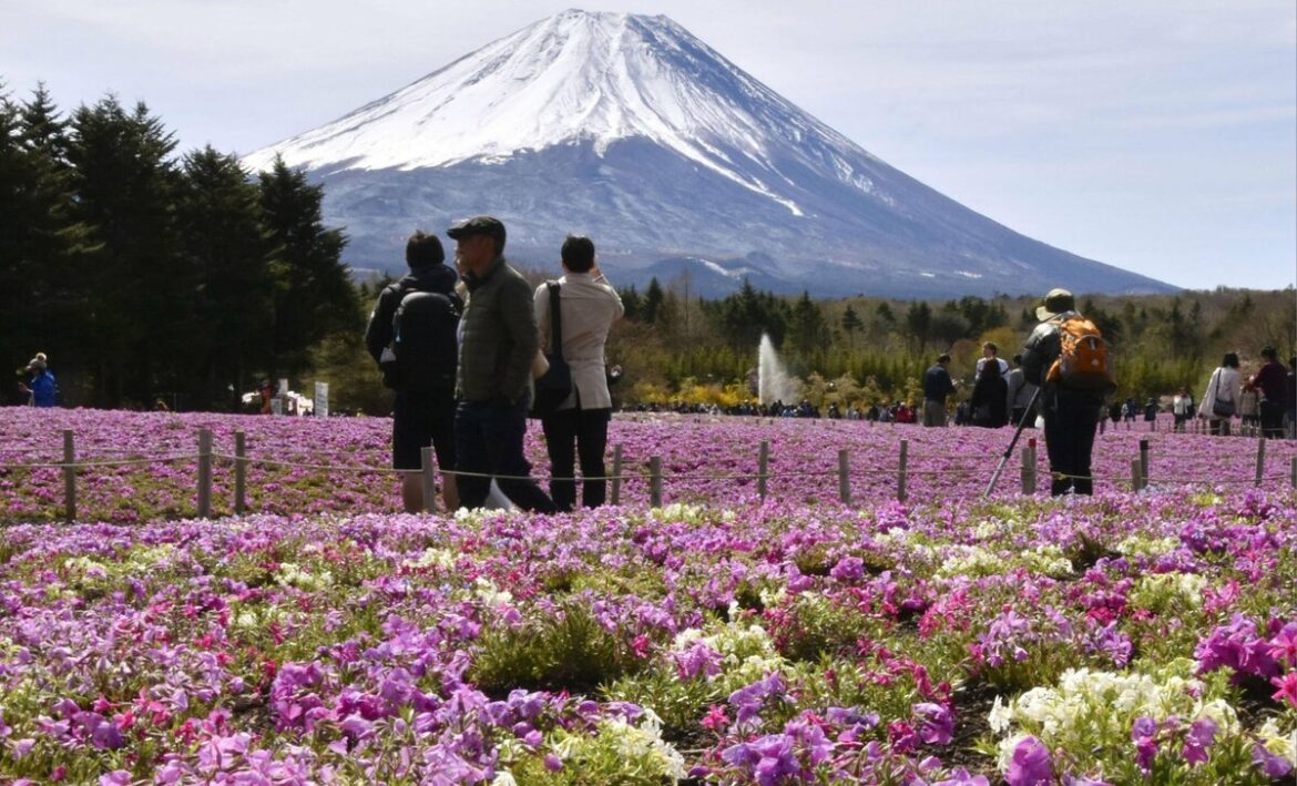 Park near Mt. Fuji gives moss phlox to northeastern Japan group to replant Park near Mt. Fuji gives moss phlox to northeastern Japan group to replant
